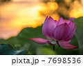 蓮と朝日 7698536