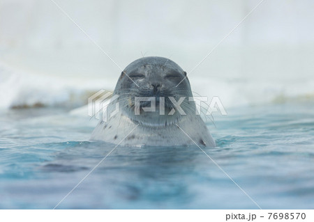 海遊館のワモンアザラシ 7698570