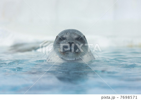 海遊館のワモンアザラシ 7698571