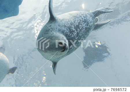 海遊館のワモンアザラシ 7698572