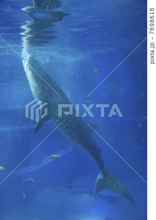 餌を食べるジンベエザメ 7698616