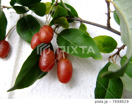グミの実 7698629