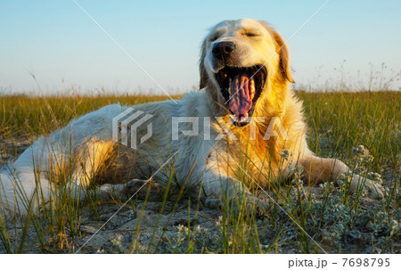 Retriver Retriver 7698795