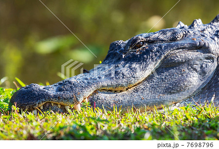 Alligator 7698796