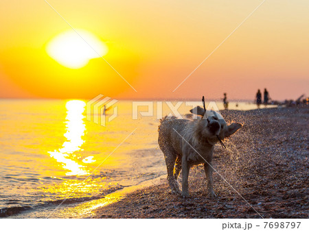 Retriver Retriver 7698797