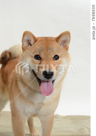 柴犬 7698930