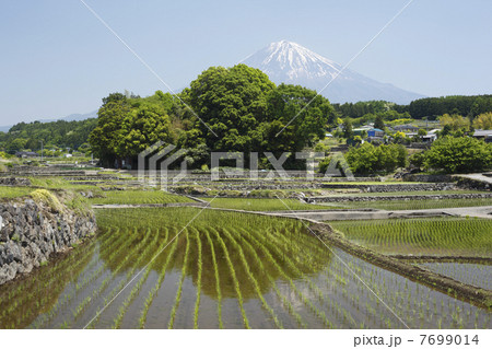 水田と富士山 水田と富士山 7699014