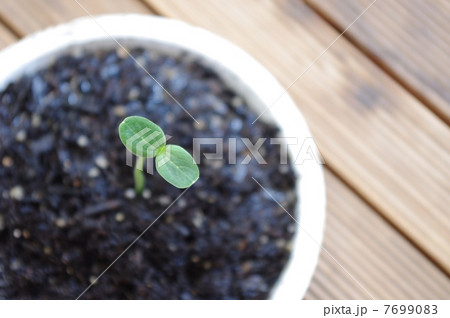 発芽 7699083