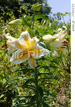 ヤマユリ 7703235