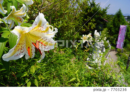 ヤマユリ 7703236