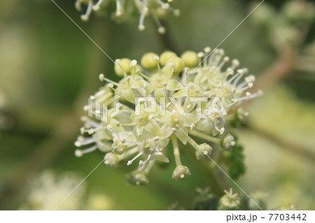 ウドの花 7703442