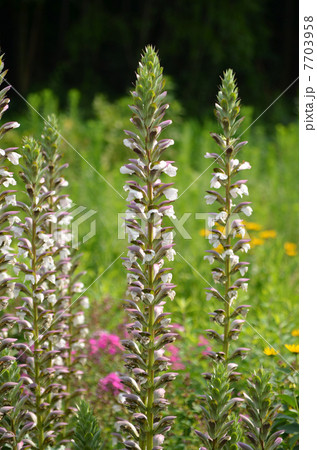 アカンサス アカンサス 7703958