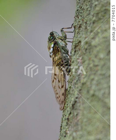 木に止まるミンミンゼミ 7704015