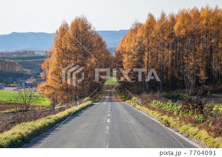 秋の美瑛 7704091