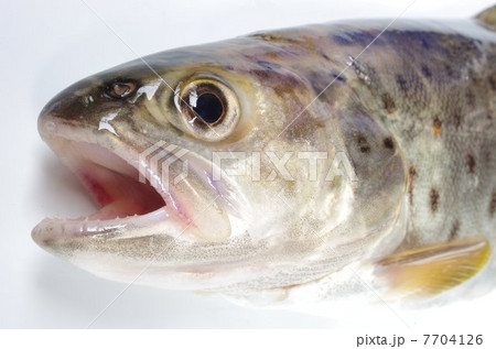 ブラウントラウト（頭部俯瞰） 7704126