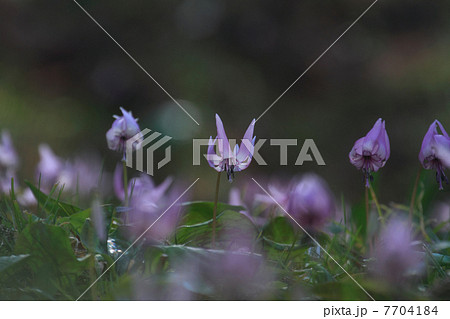 カタクリの花 カタクリの花 7704184