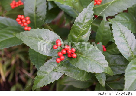 センリョウ 7704295