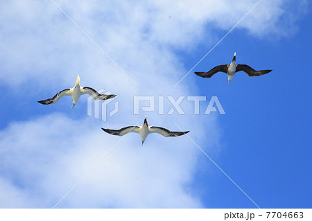 アカアシカツオドリの飛翔 7704663