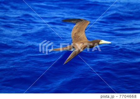 カツオドリの飛翔 7704668