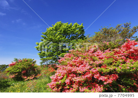 ツツジ咲く春の那須高原 7704995