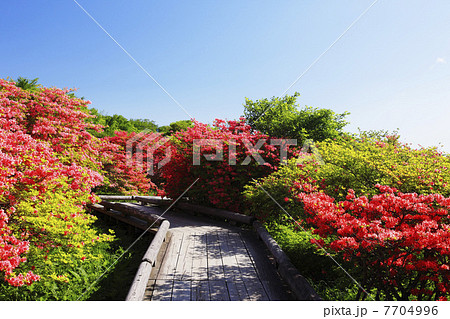 ツツジ咲く春の那須高原 7704996