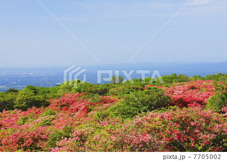 ツツジ咲く春の那須高原 ツツジ咲く春の那須高原 7705002