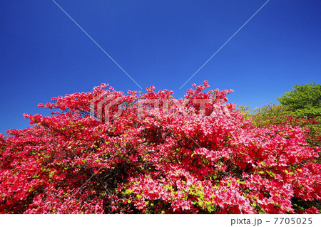 ツツジ咲く春の那須高原 7705025