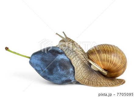 Snail eat plum berry 7705095