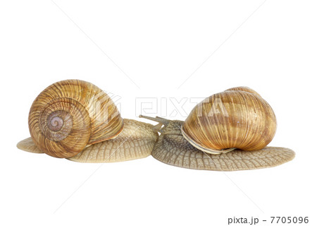 Pair of  snails kissing each other 7705096