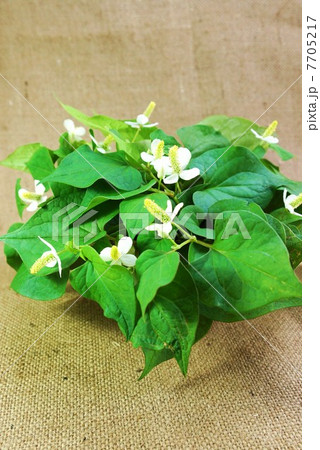 健康茶素材・花の時期のドクダミ・麻布バック俯瞰縦位置 7705217
