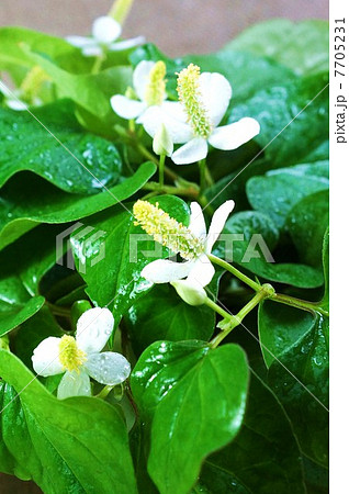 健康茶素材・滴に濡れる花の時期のドクダミ・麻布バック縦位置アップ 7705231