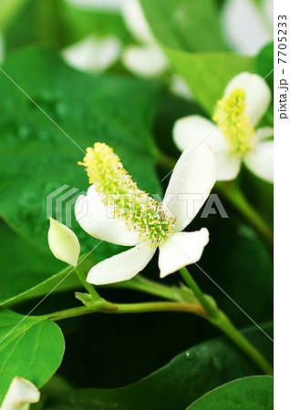 健康茶素材・滴に濡れる花の時期のドクダミ・縦位置花アップ　 7705233