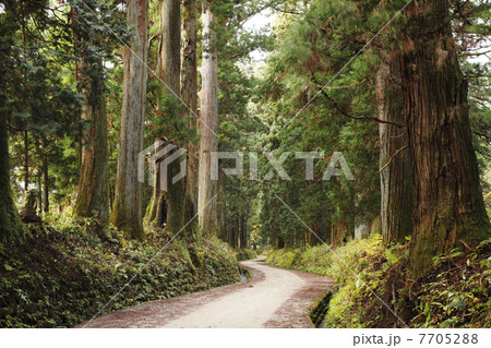 栃木県・日光杉並木 栃木県・日光杉並木 7705288