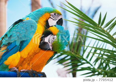 blue and yellow macaw 7705412