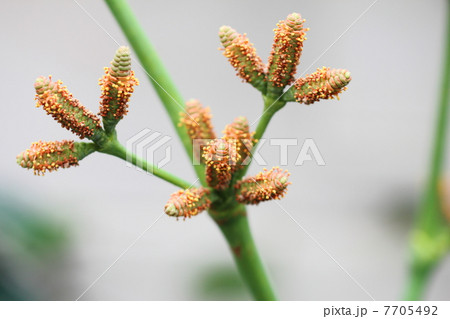 キソウテンガイ/ウェルウィッチアの雌花序 キソウテンガイ/ウェルウィッチアの雌花序 7705492