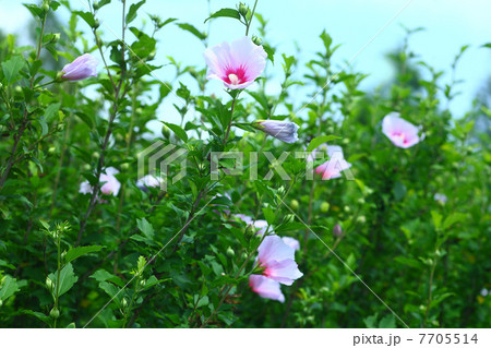 ムクゲの花 ムクゲの花 7705514