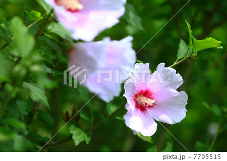 ムクゲの花 ムクゲの花 7705515