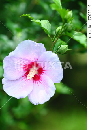 ムクゲの花 ムクゲの花 7705516