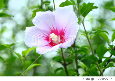 ムクゲの花 ムクゲの花 7705517