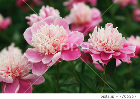 ピンク色のシャクヤク ピンク色のシャクヤク 7705557