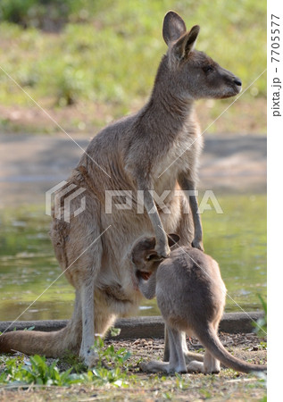 授乳中のカンガルー親子の写真素材 [7705577] - PIXTA