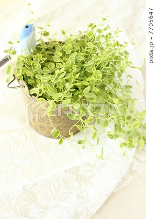 ペペロミアと青い鳥 7705647