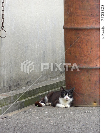 白黒猫 7705828