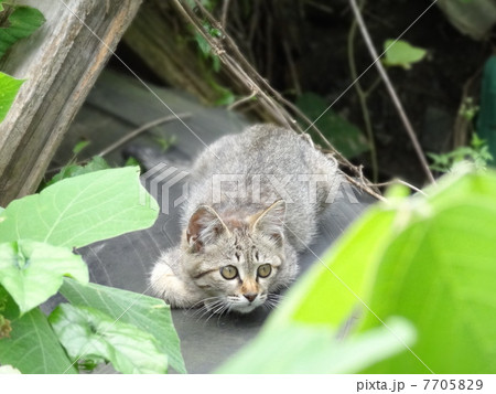 キジ子猫1 キジ子猫1 7705829