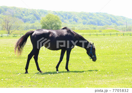 黒いサラブレッド　北海道の牧場 7705832