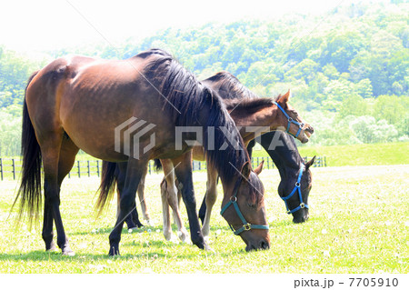 草を食べるサラブレッドと元気な子馬の写真素材