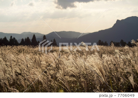 曽爾高原のススキ 7706049