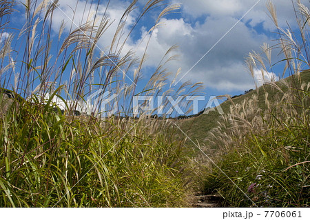 曽爾高原のススキ 曽爾高原のススキ 7706061