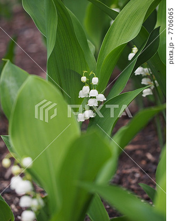 スズラン 7706065