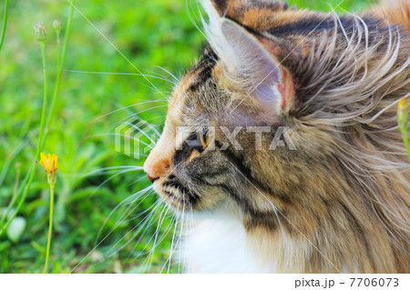 草原の風に吹かれ休むメインクーン 草原の風に吹かれ休むメインクーン 7706073